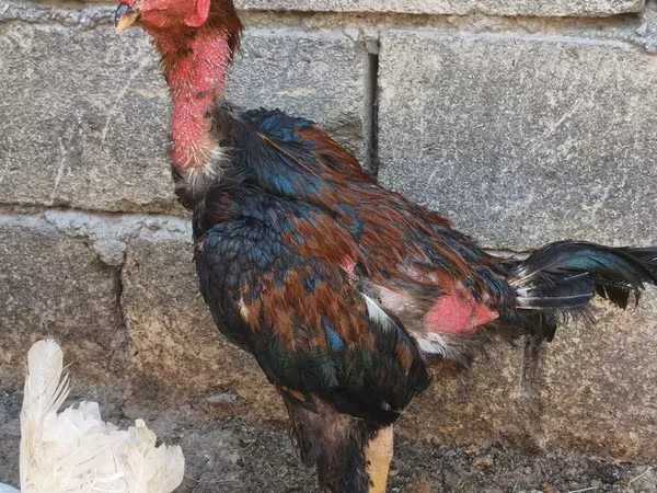 Chickens — Azerbaijan