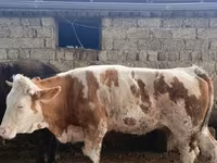 母牛, Simmental cattle — 照片 4