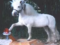 Caballo, Miniature horse — foto 7