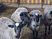 Sheep, Romanov sheep — photo 1