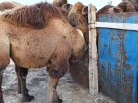 Dişi dəvə, Kazakh Bactrian camel — foto 1