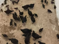 Australorp — photo 6