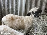 Баран, Valais Blacknose sheep — фото 2