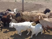 भेड़, भेड़ — फ़ोटो 5
