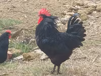 Australorp — Foto 3