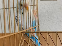 Məhsul: dalmatin və klassik rəng kombinasiyalarında nimfa/budgerigar — 照片 4