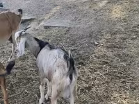 Goat, Nubian Goat — photo 7