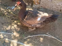 Ducks — photo 3