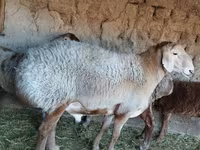 Sheep, Sheep — photo 1