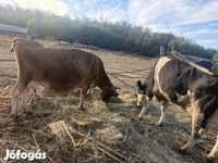 Krowa, Rasa jerseyjska — zdjęcie 5