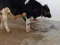 公牛, Cattle — 照片 2