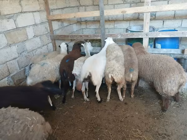 Qoyun, Qoyunlar — Azərbaycan