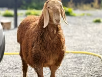 मेढ़ा, Hissar sheep — फ़ोटो 2