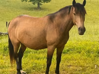 घोड़ी, Black Sea breed — फ़ोटो 3