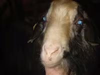 Cabro, Cabras — foto 1