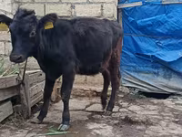 Vaca, Aberdeen-Angus — foto 2