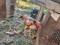 Chickens — Foto 2