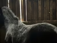Caballo, Caballos — foto 1
