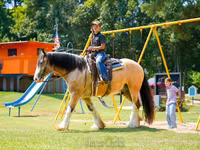 At, Gypsy horse — foto 2