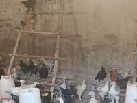 Chickens — foto 1