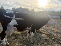 Krowa, Rasa jerseyjska — zdjęcie 2