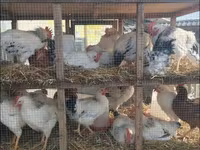 Chickens — Foto 4