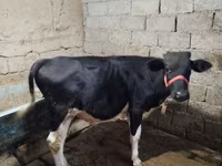Byk, Russian Black pied cattle — zdjęcie 4