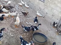 Ducks — Foto 2