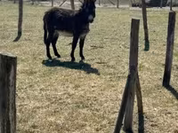 Kůň, Kerry Bog Pony — foto 1