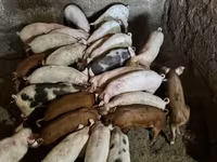 Eber, Schweine — Foto 3