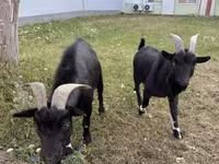 Козел, Nigerian dwarf goats — фото 3