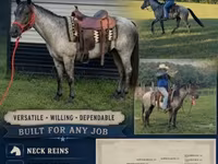 घोड़ा, Quarter Horse — फ़ोटो 1