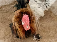 Chickens — photo 4