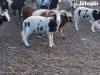 Beran, Jacob's sheep — foto 2