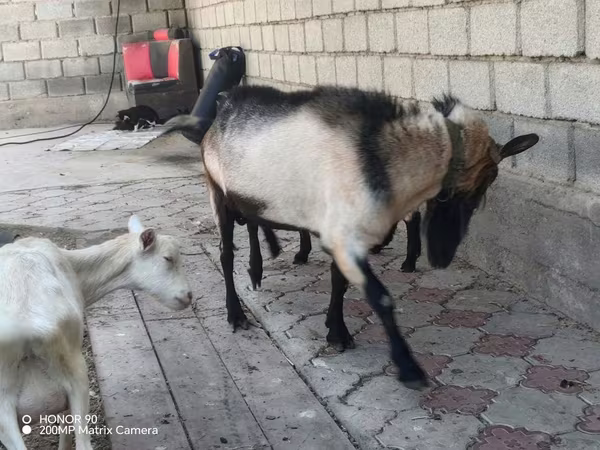 Keçi, Alpine goat