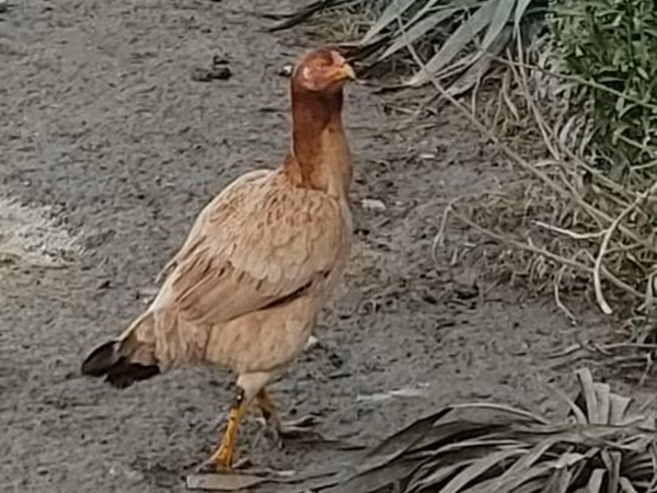 Chickens