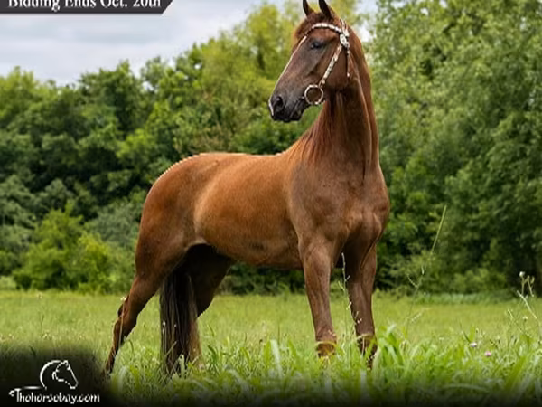 At, Tennessee Walking Horse