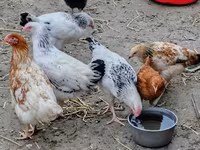 Chickens — photo 5