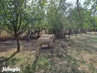 Beran, Tsigai sheep — foto 1