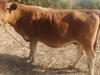 母牛, Cattle — 照片 5