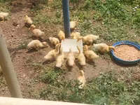 Ducks — photo 2