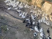 Geese — photo 5