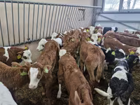 Bovinos (lote, sexo no especificado), Simmental cattle — foto 3