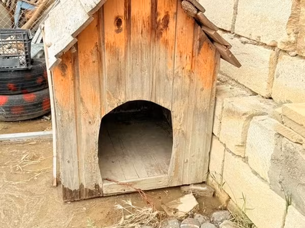 Taxta it evi - Material: təbii taxta lövhələr, ikiqat maili dam