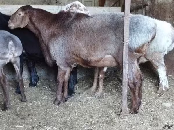 Baran, Hissar sheep