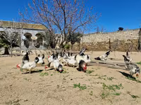 Chickens — الصورة 4