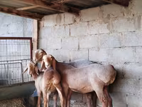 Goat, Goats — photo 2
