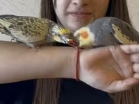 Nimfa (Cockatiel) cütü və qəfəs dəsti Məhsulun təsviri: - İki ədəd — foto 5