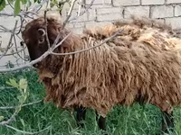 كبش, الأغنام — الصورة 5