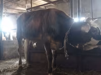 Toro, Ganado vacuno — foto 2